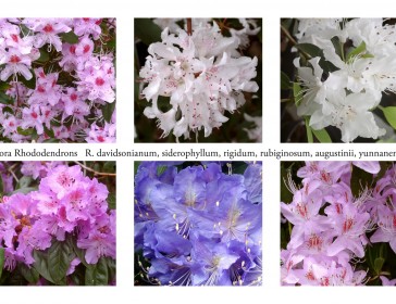 Identifying Rhododendrons, Kenneth Cox