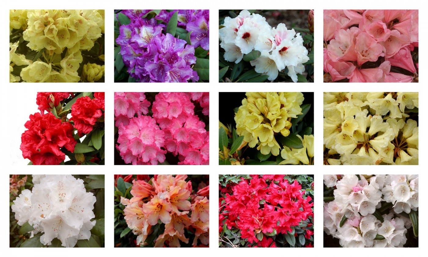 rhododendron yak hybrids collage