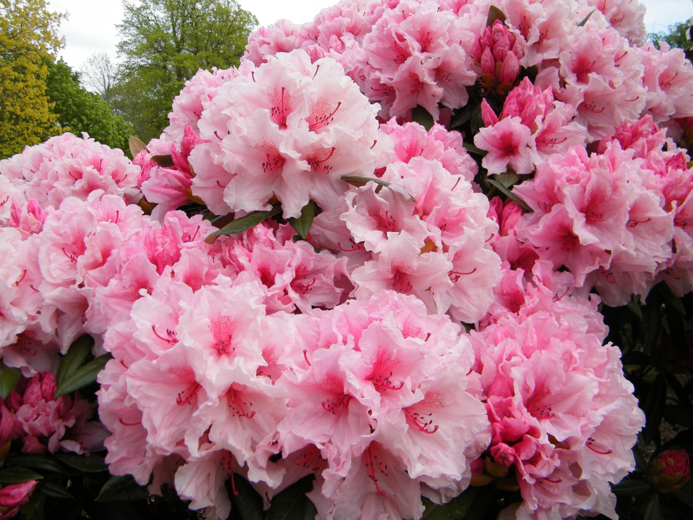1 Rhododendrons