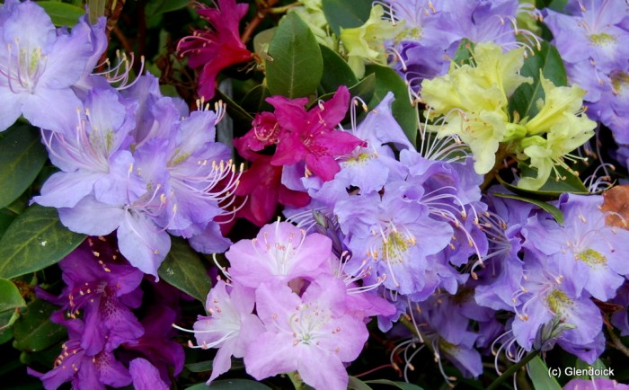 Rhododendrons and Climate Change