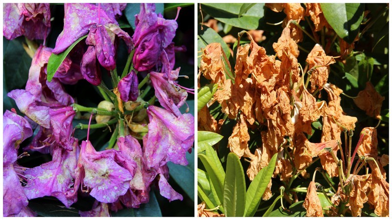 Pests & disease Rhododendron Petal Blight