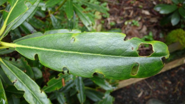 Pests & disease caterpillar damage 1 