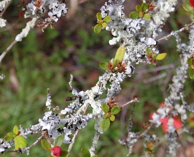 Pests & disease lichen on evergreen azalea