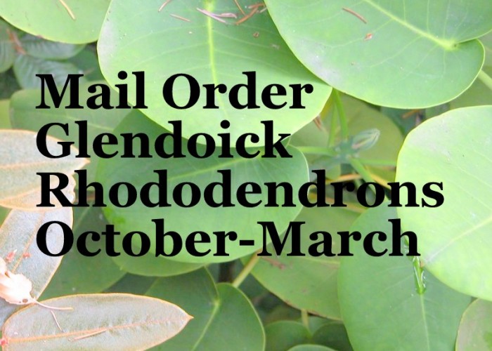 Glendoick Rhododendrons Mail Order October-March