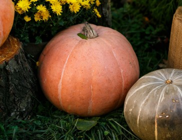 Fwd: Pumpkin Patch 