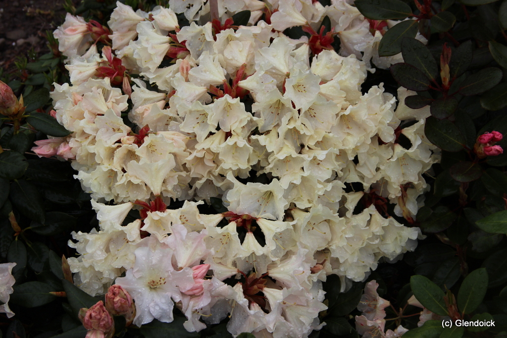 2010/16D Gln Pet x wm Loch Ar Rhododendron Rhododendron medium growing hybrids