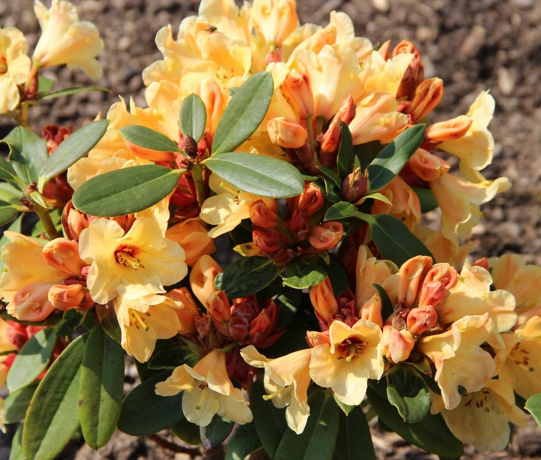 NANCY EVANS X (CUPCAKE X SEPT SONG) 2004 7A specimen Rhododendron ...