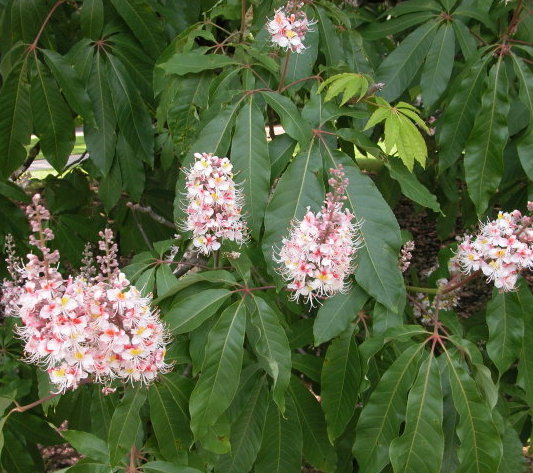 AESCULUS indica Trees and Shrubs Trees & shrubs