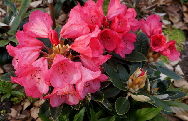 2012/6 Cup x Viking Silver Rhododendron Specimen Plants