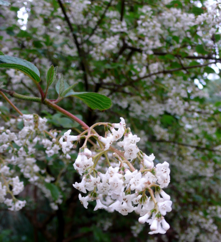 VIBURNUM chingii Trees and Shrubs Trees & shrubs