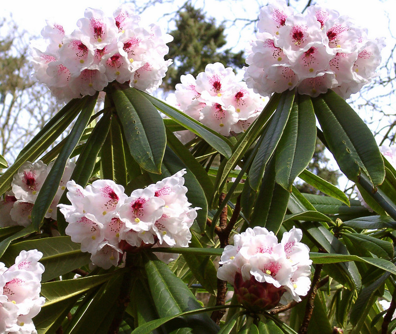 CALOPHYTUM specimen 1m