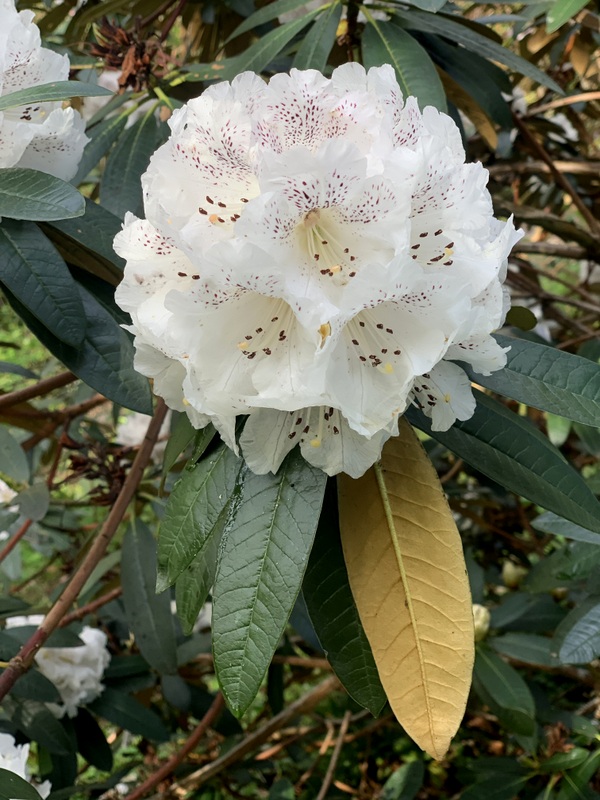 ARBOREUM WHITE 3. Elepidote Species Larger Species Rhododendrons