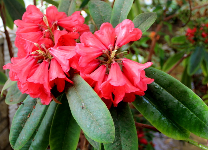 KYAWII Rhododendron Larger Species Rhododendrons
