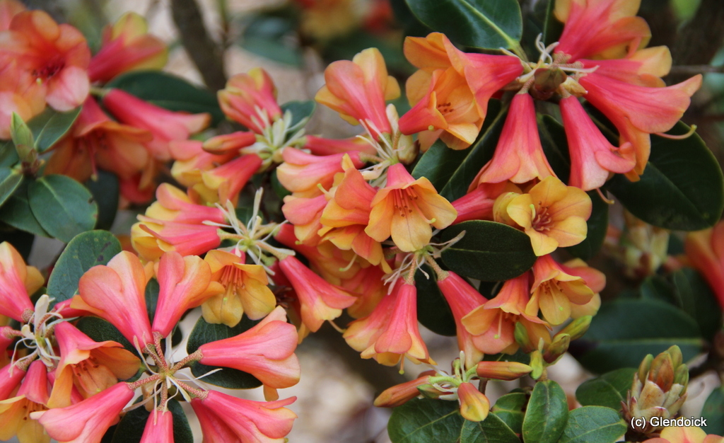 WHAT A DANE Rhododendron Rhododendron Triflora Cinnabarina