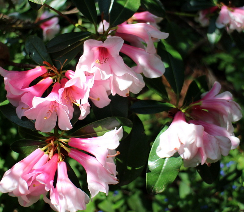 POLYROY Rhododendron Rhododendron Triflora Cinnabarina