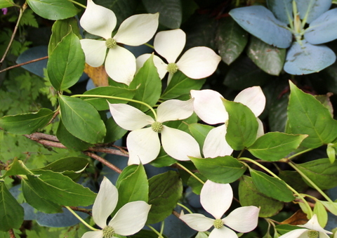 CORNUS NORMAN HADDON Trees and Shrubs Trees & shrubs