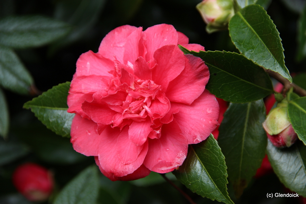 CAMELLIA ANTICIPATION Trees and Shrubs Trees & shrubs