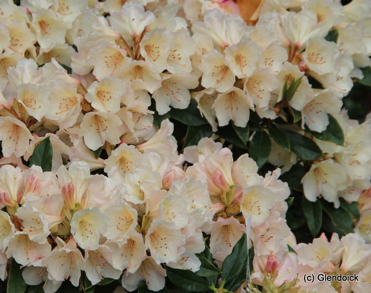 GLENDOICK™ SORBET Graziela x Loch Lomond specimen Rhododendron Specimen Plants