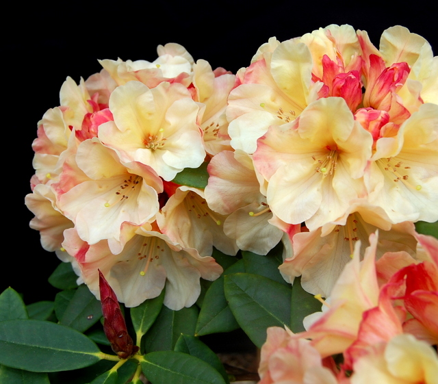 INVITATION Rhododendron Rhododendron Larger Hybrids