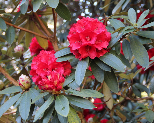 ARBOREUM ALBOTOMENTOSUM Rhododendron Larger Species Rhododendrons