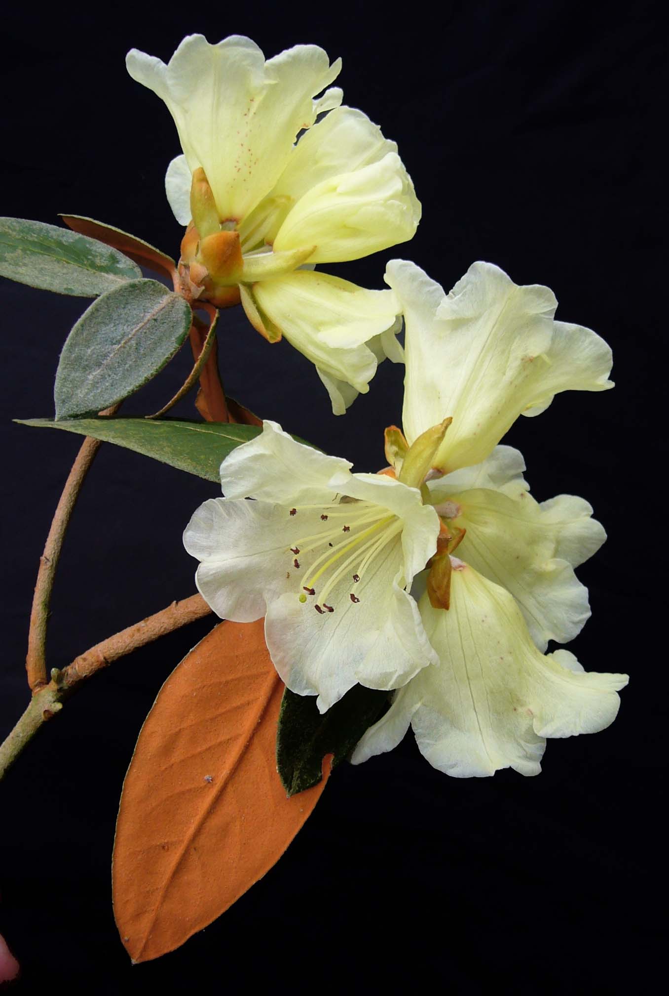 FLINCKII cream-yellow Rhododendron Larger Species Rhododendrons