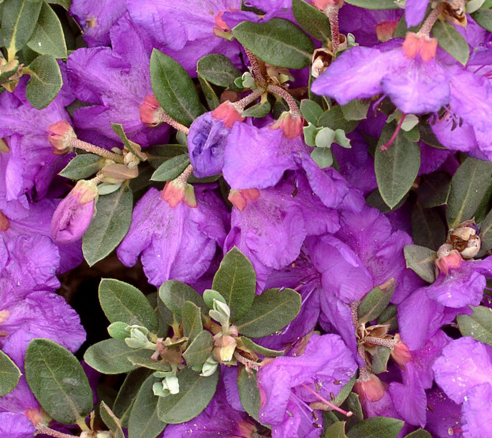 CALOSTROTUM rip. ROCK Rhododendron Rhododendron Dwarf Species and Hybrids