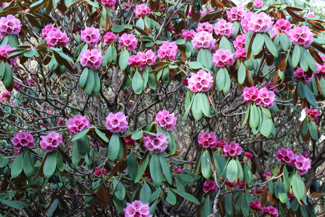 ARIZELUM var. RUBICOSUM Rhododendron Larger Species Rhododendrons
