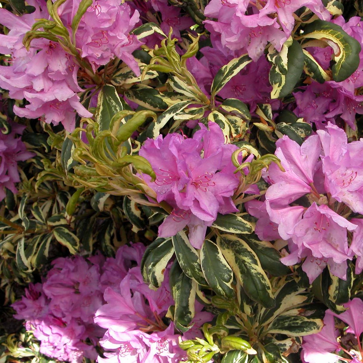 CAROLINA SPRING Rhododendron Rhododendron Larger Hybrids