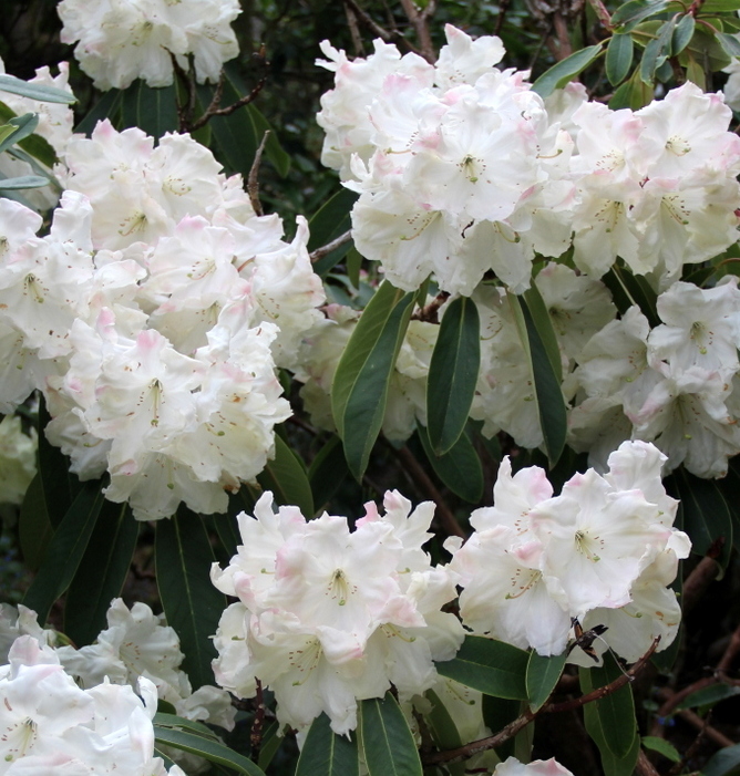 ILAM CREAM LODERI Rhododendron Rhododendron Larger Hybrids