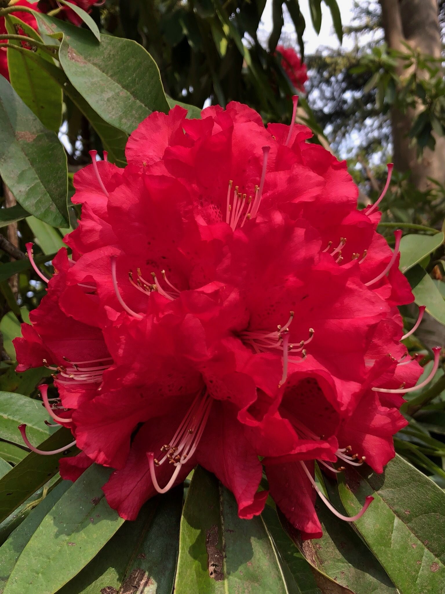 IVERYS SCARLET Rhododendron Rhododendron Larger Hybrids