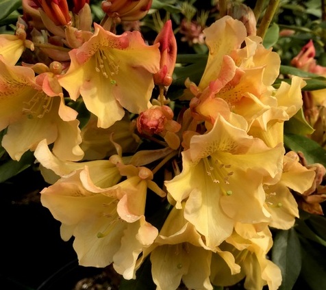 SIDS GOLD Rhododendron Rhododendron Larger Hybrids
