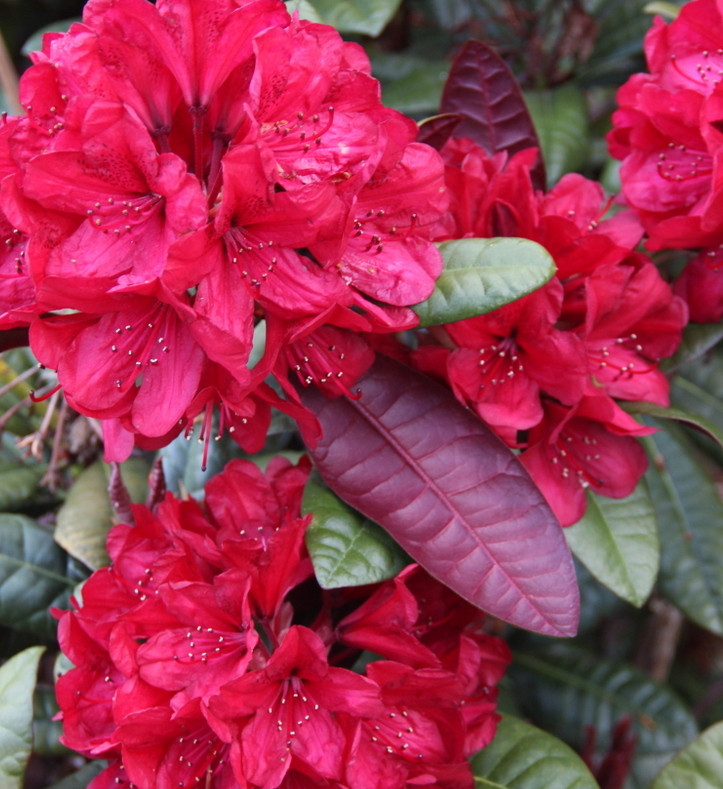 WONDERRED [2008/7D] Rhododendron Rhododendron Larger Hybrids