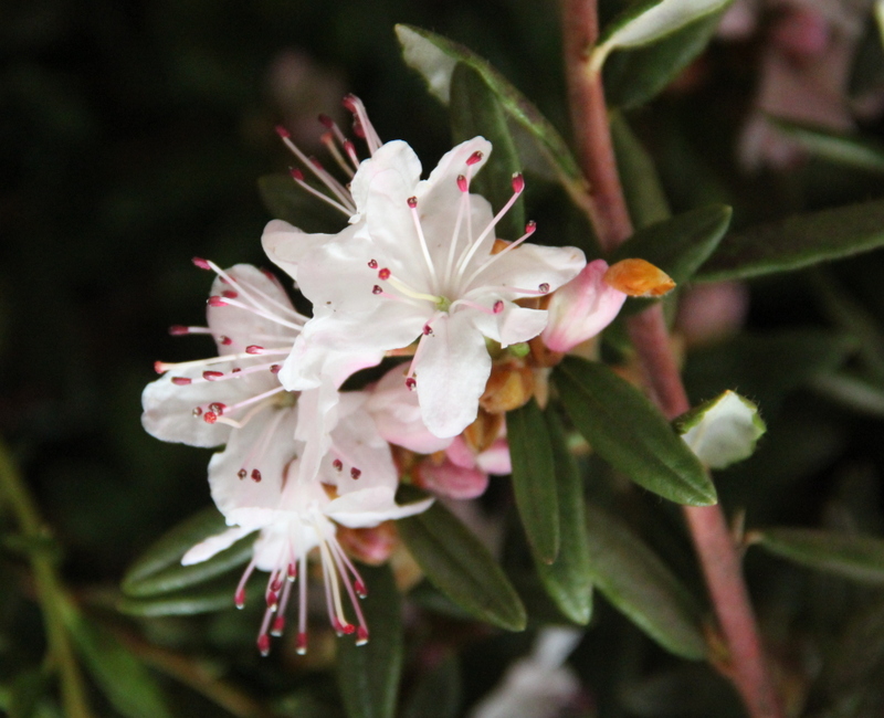 FUYUANENSE JN 2347  BEST WHITE Rhododendron Rhododendron Dwarf Species and Hybrids