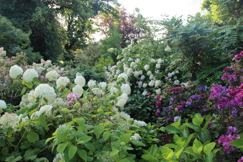 COLLECTION HYDRANGEA (9) Collections Special Offers & Collections & gift vouchers