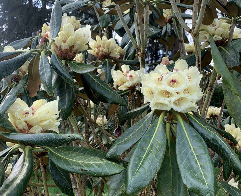 BASILICUM YELLOW ex TH 0 Larger Species Rhododendrons