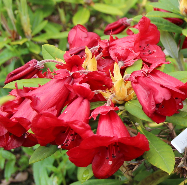 GLENDOICK SANGRIA [GLE 056] (2012 14C) 0 Rhododendron medium growing hybrids