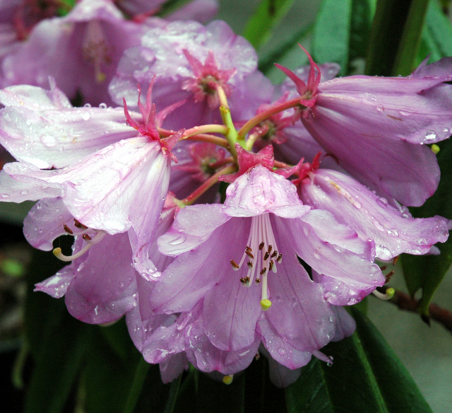 QIAOJIAENSE sel purple Rhododendron Larger Species Rhododendrons