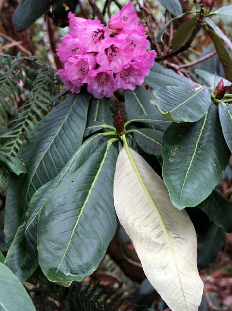 MAGNIFICUM HP Rhododendron Larger Species Rhododendrons