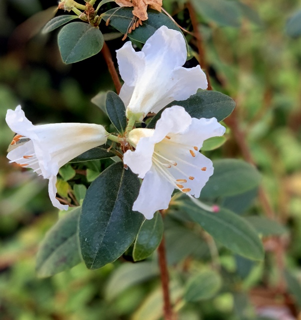 GLENDOICK ENCORE  [GLE045] 1. Maddenia Maddenia and Related Rhododendrons