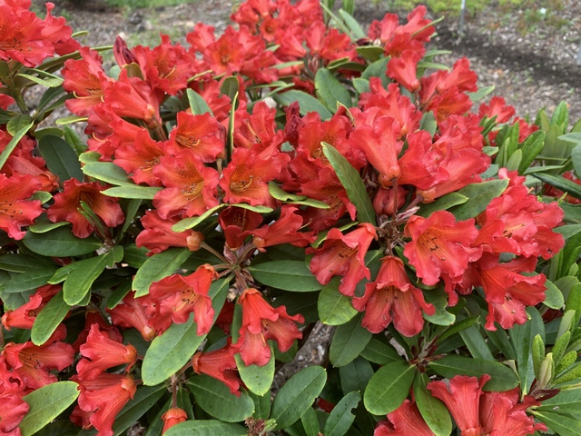 GLENDOICK FIRESTORM [GLE051] Rhododendron Rhododendron Larger Hybrids