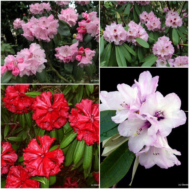 COLLECTION RHODODENDRON WINTER EARLY VARIETIES (10) Rhododendron Special Offers & Collections & gift vouchers