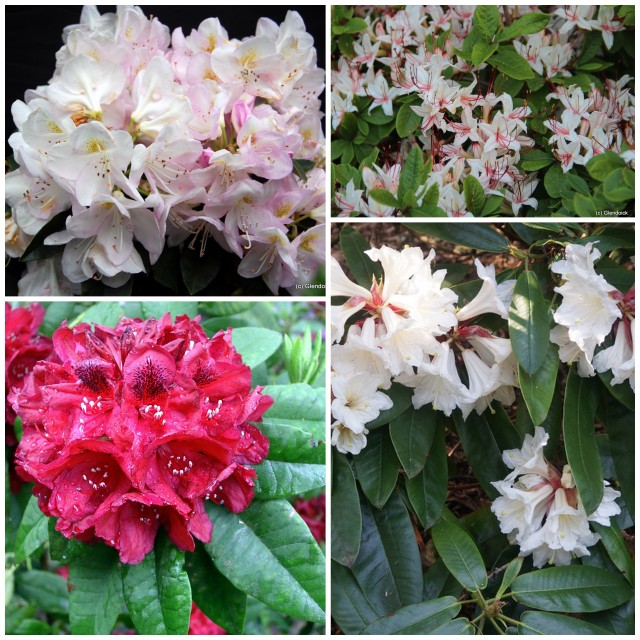 COLLECTION LATE FLOWERING RHODODENDRONS (7)
