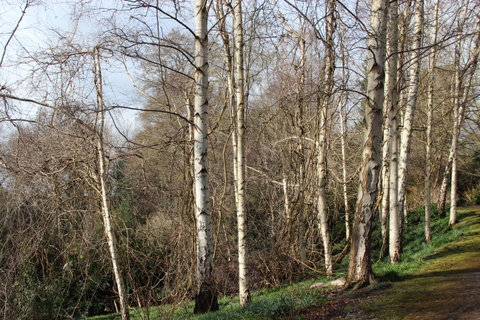 BETULA pendula (silver birch)