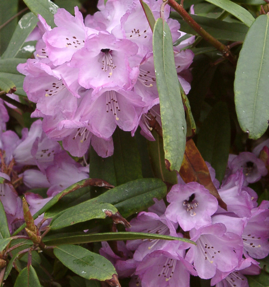 ANTHOSPHAERUM RBGE 0 Larger Species Rhododendrons