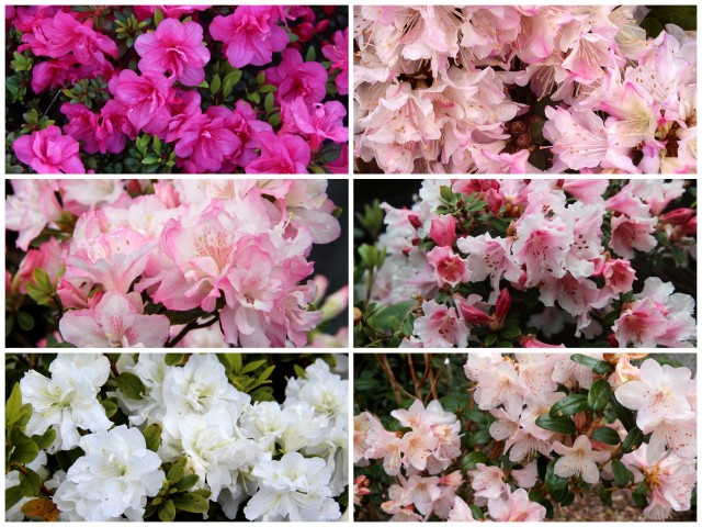 Collection 7 dwarf rhododendrons and azaleas pink + white.