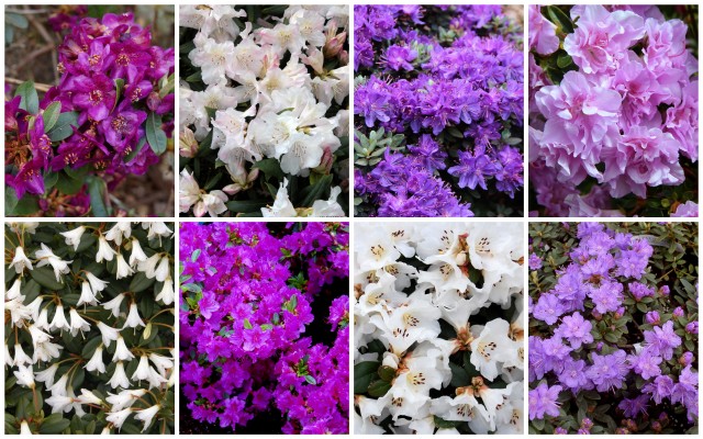 Collection 10 dwarf purple & white rhododendrons & azaleas.
