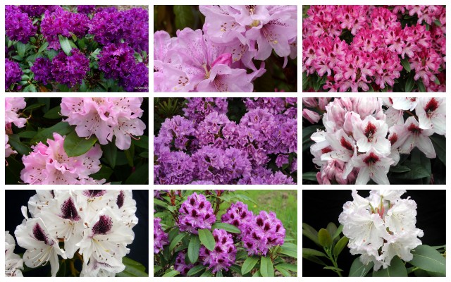 Collection 10 pink purple white larger rhododendrons