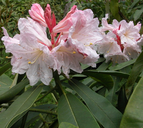 GLANDULIFERUM Rhododendron Larger Species Rhododendrons