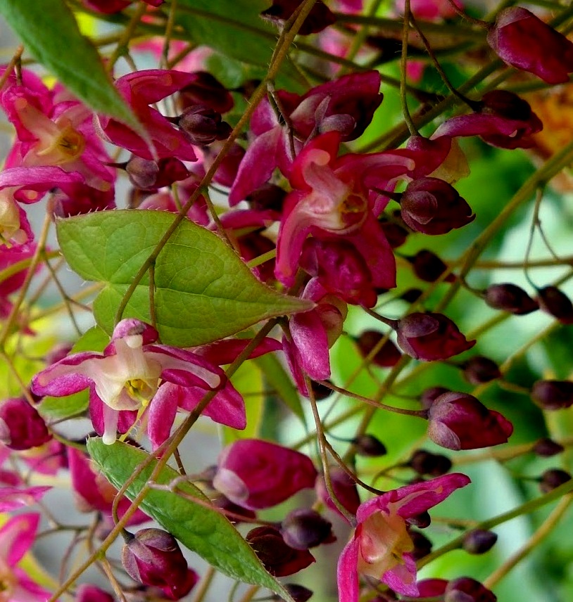 EPIMEDIUM rubrum Galadriel