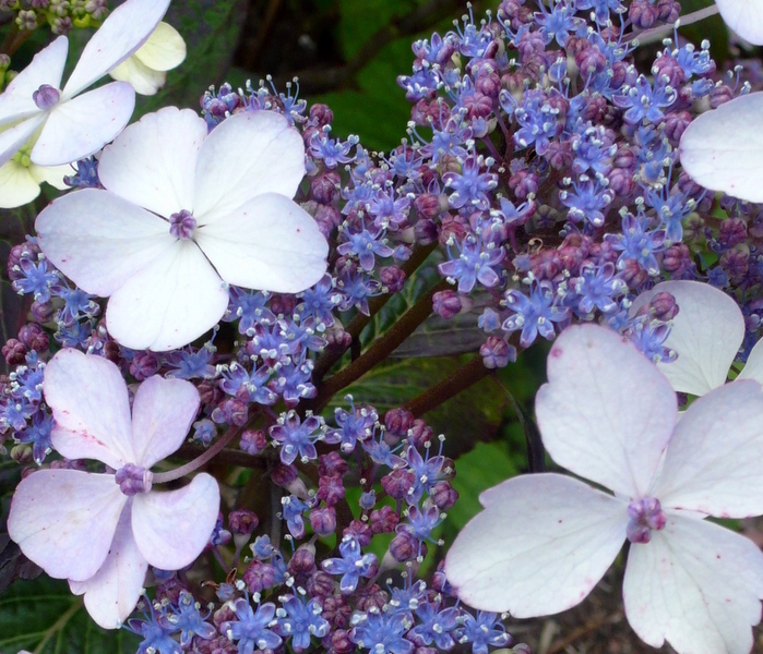 HYDRANGEA serrata BLUEBIRD